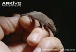 Savis-pygmy-shrew-size-comparison-with-human-hand