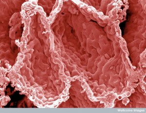 B0004825 SEM alveoli in the lung, close-up.