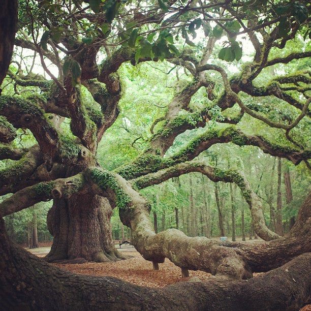 Angel Oak Tree in Angel Oak Park, on Johns Island, Southern Carolina.