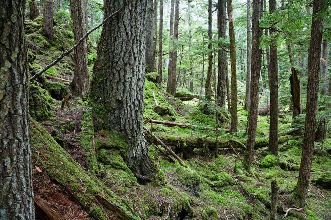coniferous-forest-inside-passage-konrad-wothe